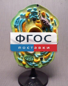 Модель "Клетка растения" - fgospostavki.ru - Салехард