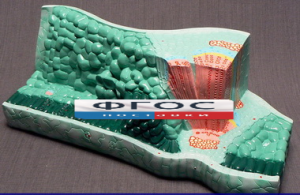 Модель "Структура листа" - fgospostavki.ru - Салехард