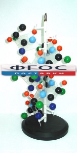 Модель "Структура белка" - fgospostavki.ru - Салехард