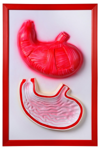 Барельефная модель "Желудок" - fgospostavki.ru - Салехард