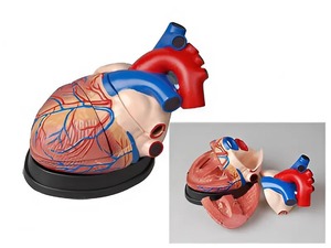 Модель сердца в разрезе (демонстрационная) - fgospostavki.ru - Салехард