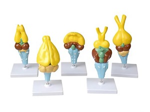 Комплект моделей строения мозга позвоночных - fgospostavki.ru - Салехард