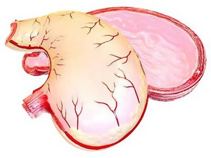 Модель желудка в разрезе - fgospostavki.ru - Салехард
