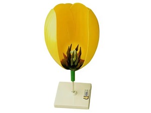 Модель цветка тюльпана - fgospostavki.ru - Салехард