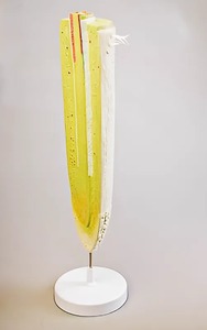 Модель строения корня - fgospostavki.ru - Салехард