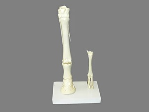 Модель "Скелет конечностей лошади и овцы" (на подставке) - fgospostavki.ru - Салехард