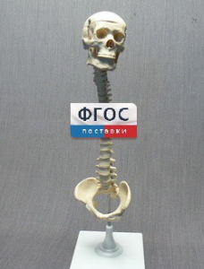 Модель "Позвоночник с черепом и тазом" - fgospostavki.ru - Салехард