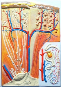 Модель барельефная "Почка" (макро-микростроение) - fgospostavki.ru - Салехард