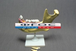 Модель "Челюсть разборная" - fgospostavki.ru - Салехард