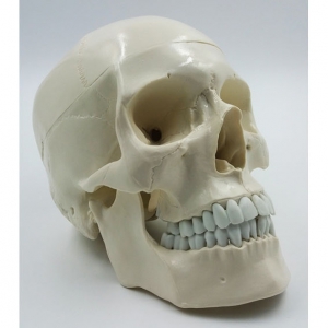 Модель "Череп" (белый) - fgospostavki.ru - Салехард