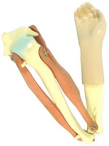 Модель локтевого сустава подвижная - fgospostavki.ru - Салехард