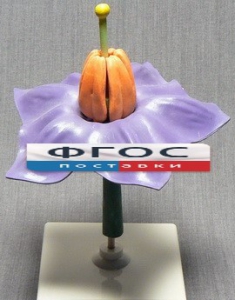 Модель "Цветок картофеля" - fgospostavki.ru - Салехард