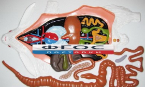 Модель барельефная "Внутреннее строение кролика" - fgospostavki.ru - Салехард