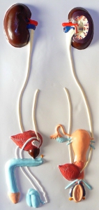 Модель барельефная "Мочевыделительная система" - fgospostavki.ru - Салехард