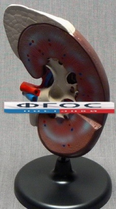 Модель "Почка" (увеличенная) - fgospostavki.ru - Салехард