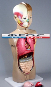 Модель Торс человека 65 сантиметров - fgospostavki.ru - Салехард