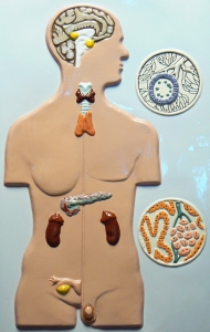 Модель барельефная "Железы внутренней секреции человека" - fgospostavki.ru - Салехард