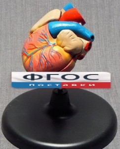 Модель "Сердце" (лабораторная) - fgospostavki.ru - Салехард