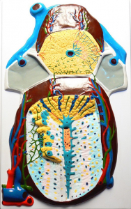 Модель барельефная "Долька печени" (макро-микростроение) - fgospostavki.ru - Салехард