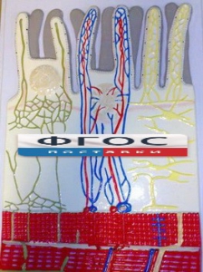 Модель барельефная "Ворсинка кишечная с сосудистым руслом" - fgospostavki.ru - Салехард