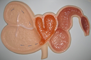 Модель барельефная "Желудок жвачного животного" - fgospostavki.ru - Салехард