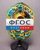Модель "Клетка растения" - fgospostavki.ru - Салехард