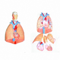 Модель "Система органов дыхания" - fgospostavki.ru - Салехард