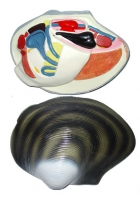 Модель "Беззубка" (двустворчатый моллюск) - fgospostavki.ru - Салехард