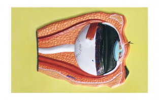 Модель барельефная "Строение глаза" - fgospostavki.ru - Салехард