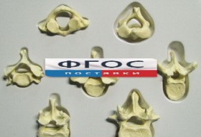 Модель "Позвонки" (из 7 штук) - fgospostavki.ru - Салехард