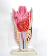 Модель "Гортань" - fgospostavki.ru - Салехард
