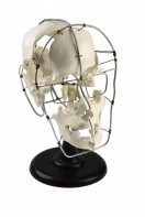 Кости черепа человека смонтированные - fgospostavki.ru - Салехард