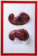 Барельефная модель "Печень" - fgospostavki.ru - Салехард