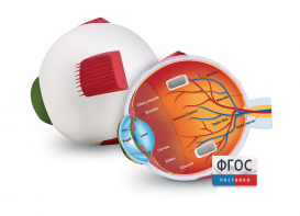 Модель глаза человека (анатомическая) - fgospostavki.ru - Салехард