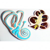 Модель барельефная "Ухо человека". Вариант 2 - fgospostavki.ru - Салехард