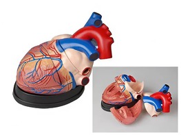 Модель сердца в разрезе (демонстрационная) - fgospostavki.ru - Салехард