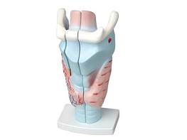 Модель гортани в разрезе - fgospostavki.ru - Салехард