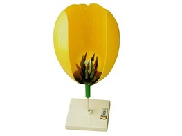 Модель цветка тюльпана - fgospostavki.ru - Салехард