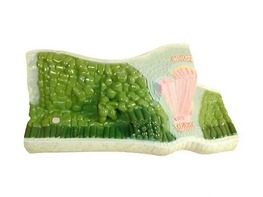 Модель строения листа - fgospostavki.ru - Салехард