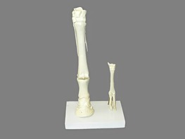 Модель "Скелет конечностей лошади и овцы" (на подставке) - fgospostavki.ru - Салехард