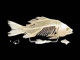 Скелет костистой рыбы - fgospostavki.ru - Салехард