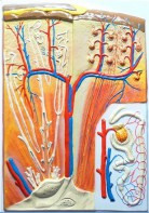 Модель барельефная "Почка" (макро-микростроение) - fgospostavki.ru - Салехард