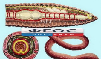 Модель барельефная "Внутреннее строение дождевого червя" - fgospostavki.ru - Салехард