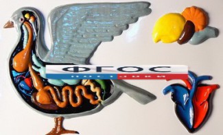 Модель барельефная "Внутреннее строение голубя" - fgospostavki.ru - Салехард