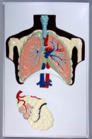 Модель барельефная "Строение легких" - fgospostavki.ru - Салехард