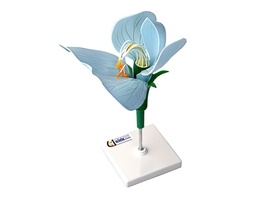 Модель цветка гороха - fgospostavki.ru - Салехард