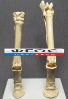 Скелет конечности лошади (передняя и задняя) на подставке - fgospostavki.ru - Салехард