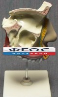 Модель "Разрез носоглотки" - fgospostavki.ru - Салехард