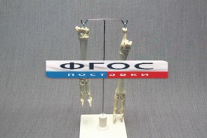 Скелет конечности овцы (передняя и задняя) на подставке - fgospostavki.ru - Салехард