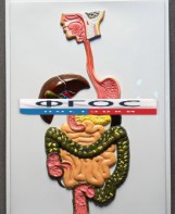 Модель барельефная "Пищеварительный тракт" - fgospostavki.ru - Салехард